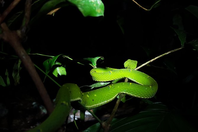 Monteverde Night Tour with a Certified Tour Guide (6 PM or 8 PM) - Frequently Asked Questions