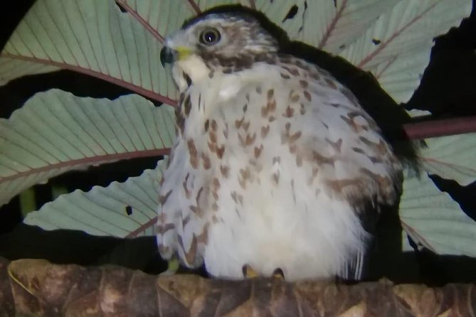 Monteverde Night Tour with a Certified Tour Guide (6 PM or 8 PM) - In The Sum Up