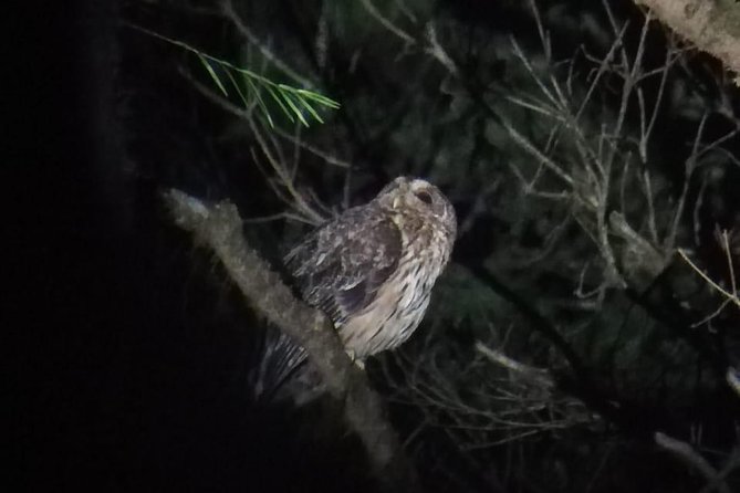 Monteverde Night Tour with a Certified Tour Guide (6 PM or 8 PM) - Final Thoughts: Who Should Book?