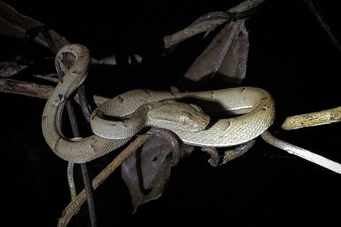 Forest Night Tour in Monteverde/Guide & Entrace fee. - Key Points