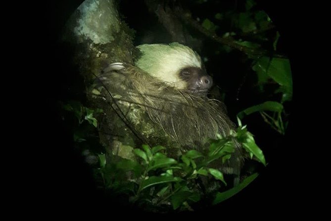 Forest Night Tour in Monteverde/Guide & Entrace fee. - Practical Tips for Travelers