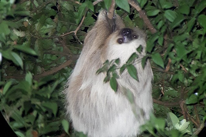 Forest Night Tour in Monteverde/Guide & Entrace fee. - Price and Value