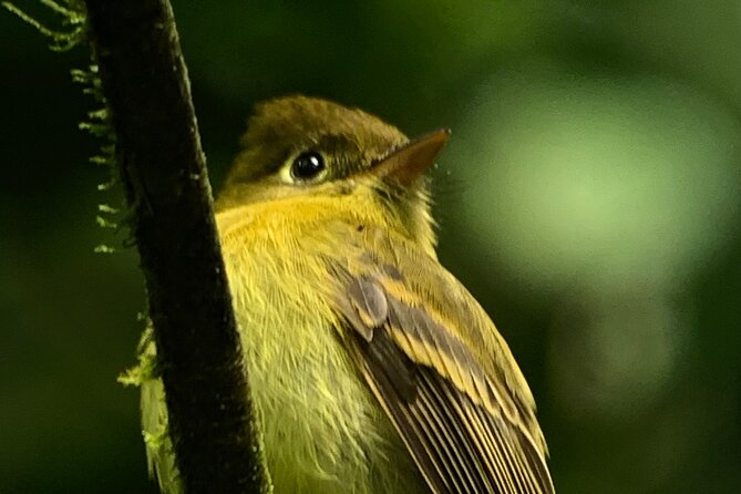 Hanging Bridges & Wildlife: Monteverde Cloud Forest Experience - Who Should Consider This Tour?
