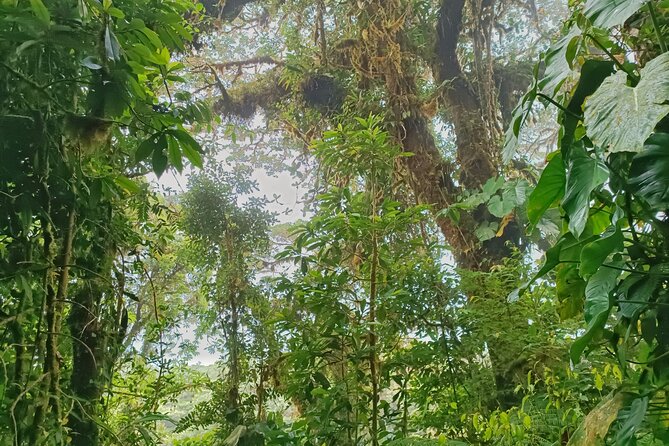 Private Guided Walk to the Santa Elena Cloud Forest Reserve - Deep Dive into the Itinerary