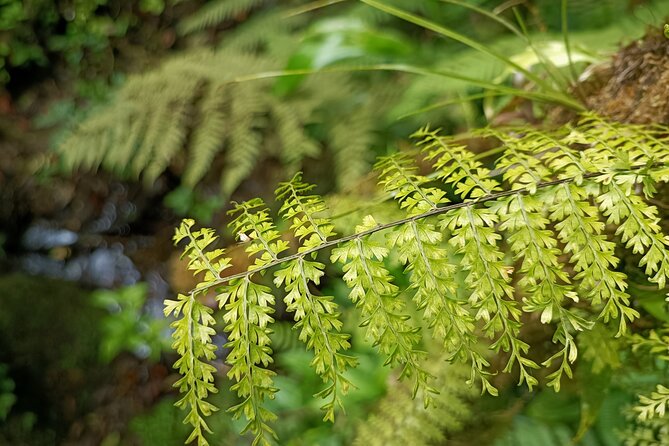 Private Guided Walk to the Santa Elena Cloud Forest Reserve - Frequently Asked Questions