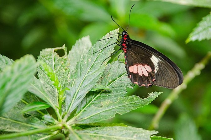 Selvatura Park Eco Adventure Tour of Monteverde - Who Should Consider This Tour?