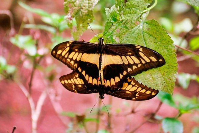 Selvatura Park Eco Adventure Tour of Monteverde - Key Points