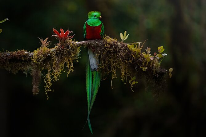 Birding the Monteverde Cloud Forest - Who Will Love This Tour?