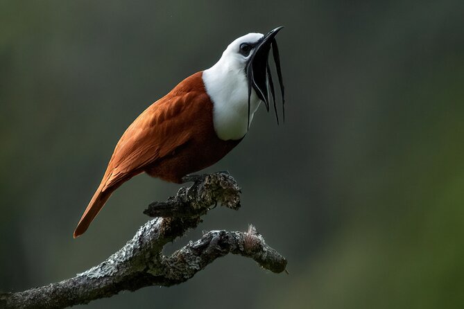 Birding the Monteverde Cloud Forest - Exploring the Details of Birding in Monteverde