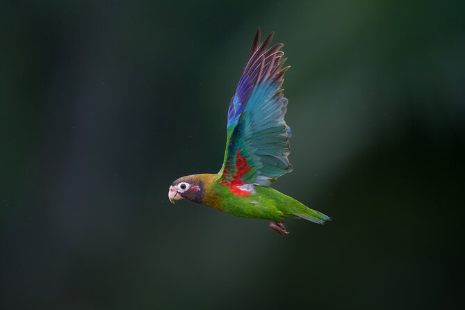 Birding the Monteverde Cloud Forest - Final Thoughts