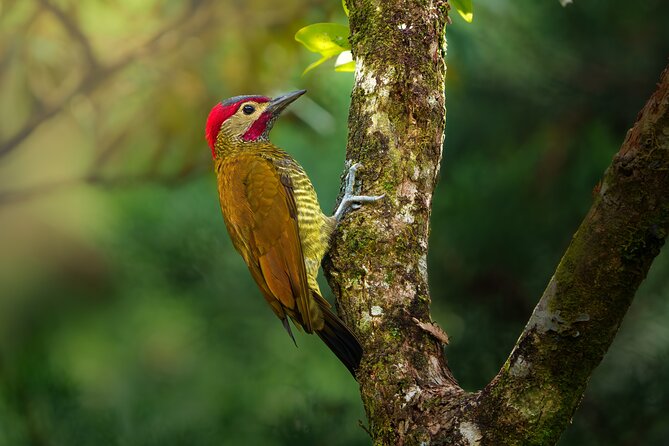 Birding the Monteverde Cloud Forest - FAQ