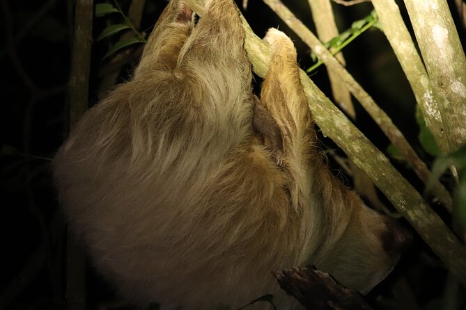 Night Adventures in Monteverde - A Deep Dive into the Night Walk Experience