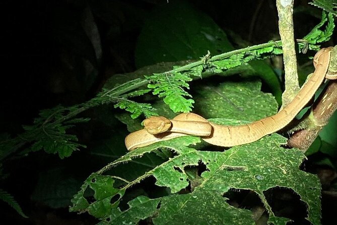 Night Adventures in Monteverde - Exploring Night Adventures in Monteverde: A Unique Wild Side of Costa Rica