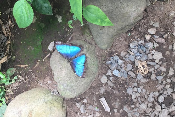 Monteverde Butterfly Gardens Tour - Key Points