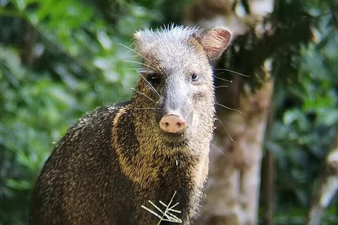 Guided walk Monteverde Biological Reserve-John's Nature Tours- - Who Should Book This Tour?