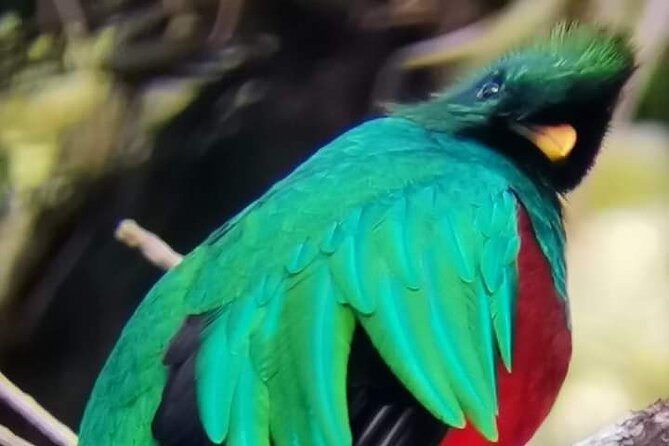 Guided walk Monteverde Biological Reserve-John's Nature Tours- - Final Thoughts: Is This Tour Worth It?