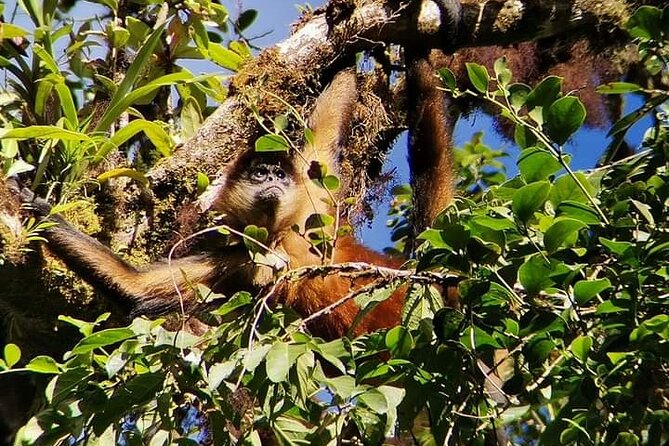 Guided walk Monteverde Biological Reserve-John's Nature Tours- - FAQ