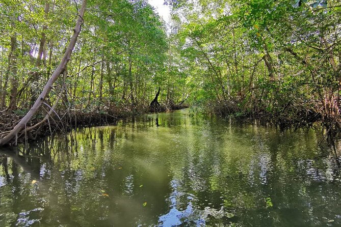 Local Sightseeing & Mangrove Tour - Key Points