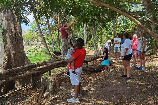 Local Sightseeing & Mangrove Tour - Analyzing the Value at $145