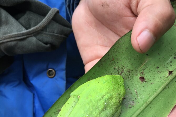 Magic of the rainforest - The Sum Up