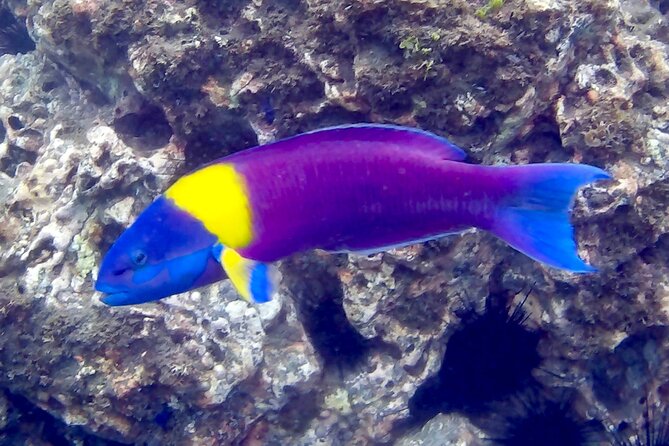 Snorkeling and Cruises - FAQ