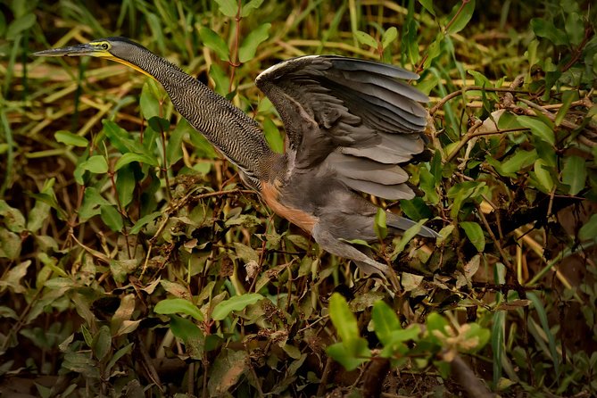 Costa Rican Wildlife: Palo Verde National Park Private Tour - Why This Tour Offers Good Value