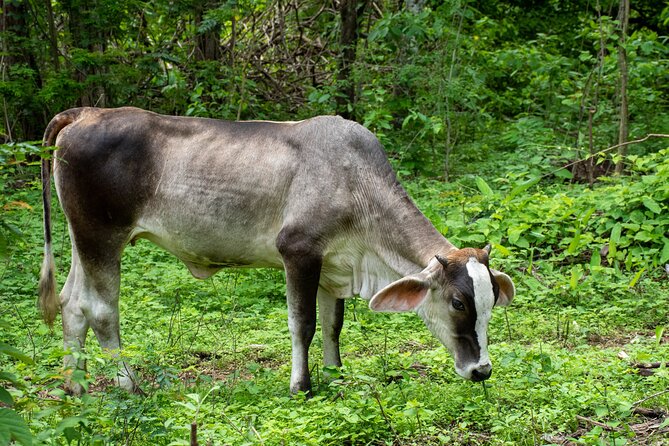4-Hour Private Guided ATV Tour in Costa Rica - Why You’ll Love This Tour