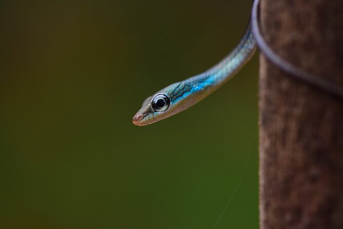 Rainforest Camping in Kudremukh National Park - Practical Details and Value