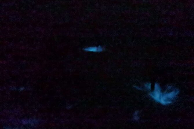 Bioluminescence Tour in Punta Cocos Holbox - Practical Details & Tips