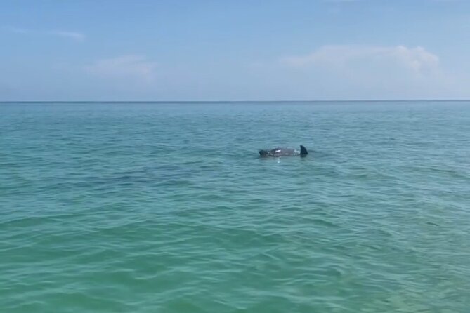 Holbox: Islas Pajaros, Yalahau & Isla de la Pasión with pick up - Authentic Experiences and Practical Tips