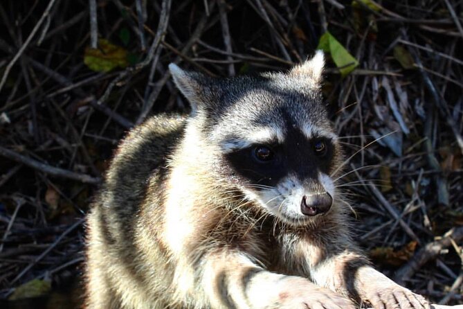 Holbox: Islas Pajaros, Yalahau & Isla de la Pasión with pick up - Frequently Asked Questions