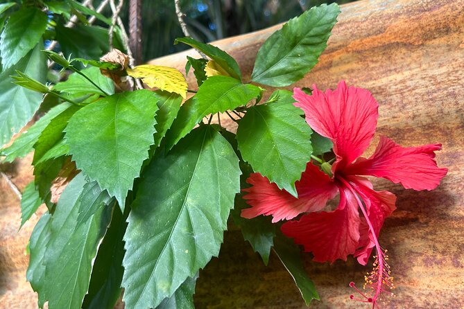 Dunns River Falls Mahogany Beach and Hilltop Lookout Tour - Final Thoughts