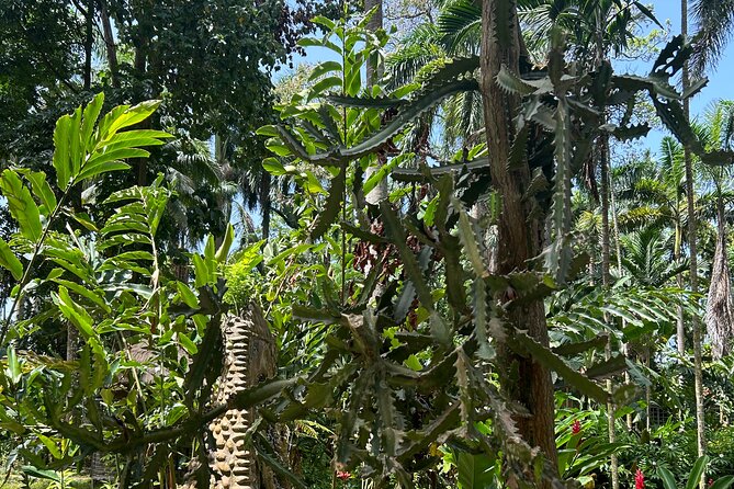 Dunns River Falls Mahogany Beach and Hilltop Lookout Tour - FAQs