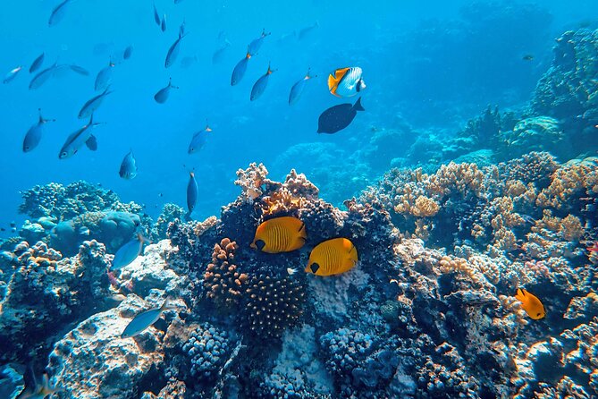 Snorkeling immersion in the wonders of Tahiti - Detailed Itinerary and Marine Encounters