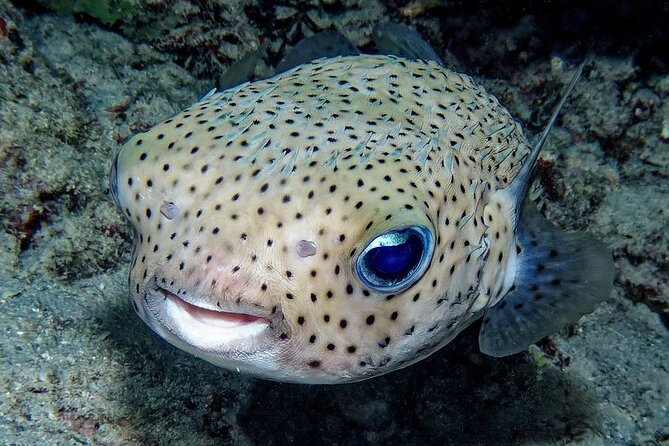 Snorkeling immersion in the wonders of Tahiti - FAQs