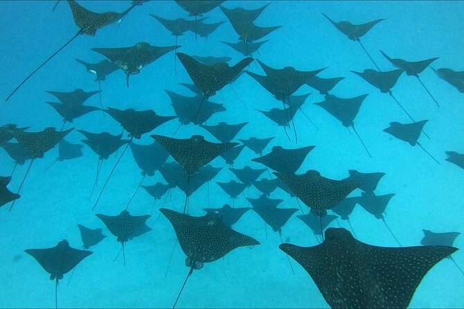 Private Whale Outing on the Tahiti Peninsula - Practical Tips for Your Tour