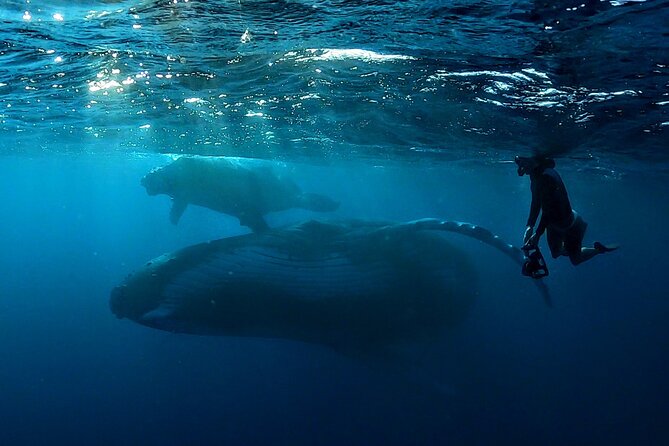 Private Whale Outing on the Tahiti Peninsula - FAQs