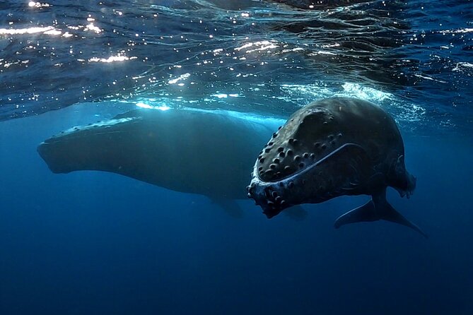 Private Whale Outing on the Tahiti Peninsula - A Deep Dive into the Tahiti Peninsula Whale Experience
