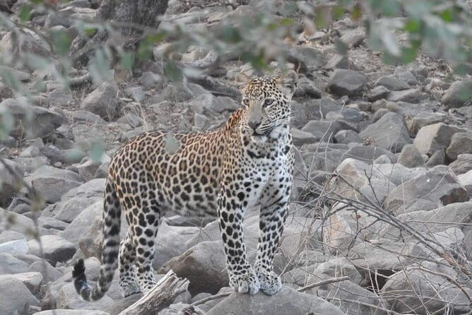 Panna National Park and Tiger Reserve Jeep Safari from Khajuraho - Considering the Cost and What You Get