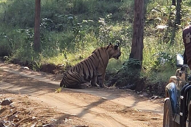 Panna National Park and Tiger Reserve Jeep Safari from Khajuraho - What Could Be Improved?