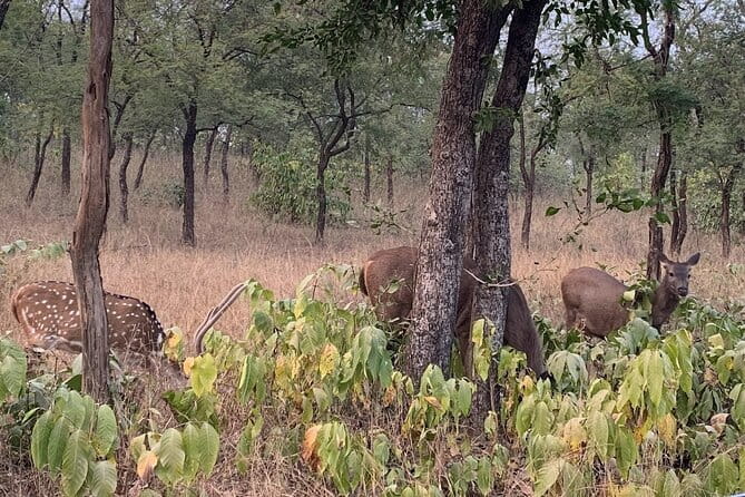 Panna National Park and Tiger Reserve Jeep Safari from Khajuraho - The Sum Up: Is the Panna Safari Worth It?