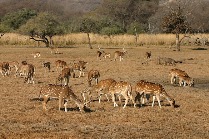 Sure Shot Tiger Viewing: Half-Day Panna National Park Jeep Safari - Who Is This Tour Best For?