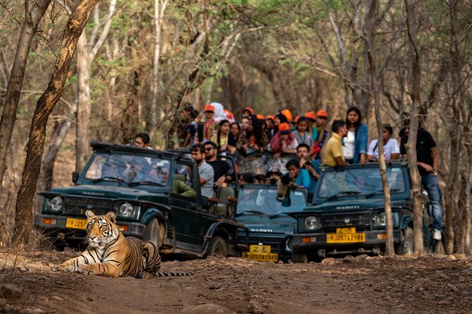 Sure Shot Tiger Viewing: Half-Day Panna National Park Jeep Safari - Introduction