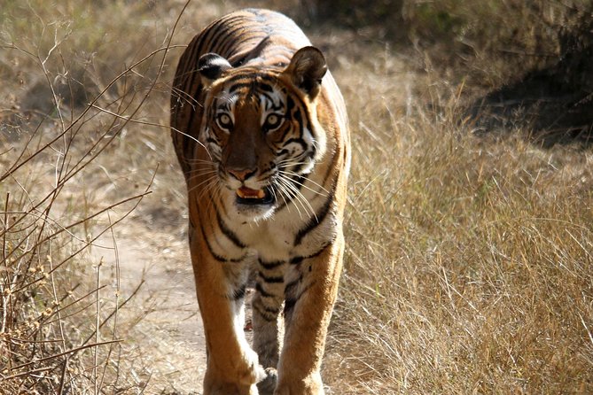 Khajuraho Erotica & Panna Exotica Wildlife - The Sum Up