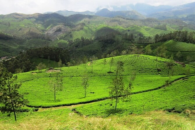 Munnar Tea Trail Tour , Tea factory visit & Tea Tasting - Visiting the Historic Tea Factory