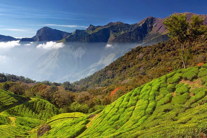 Munnar Tea Trail Tour , Tea factory visit & Tea Tasting - Tea Tasting: A Flavorful Finale