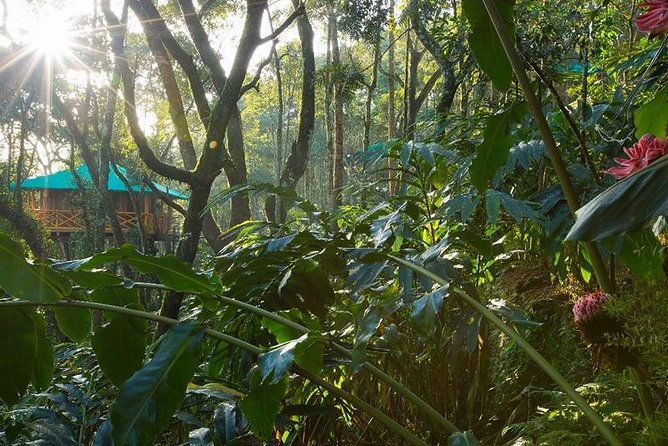 2 Nights Munnar Treehouse Escape with Private Car- Iris Holidays - Who Will Love This Experience?