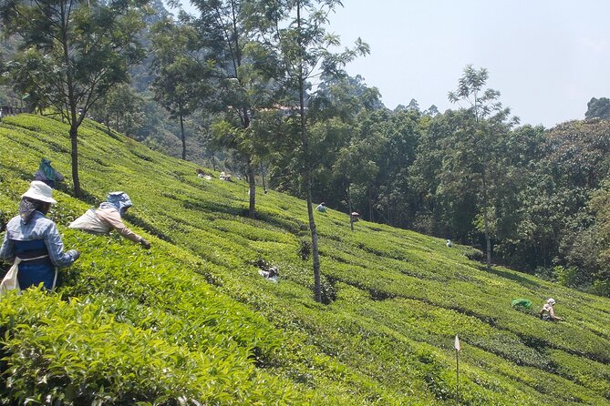 Full-Day Trekking in Kerala, India - Practical Details and Tips