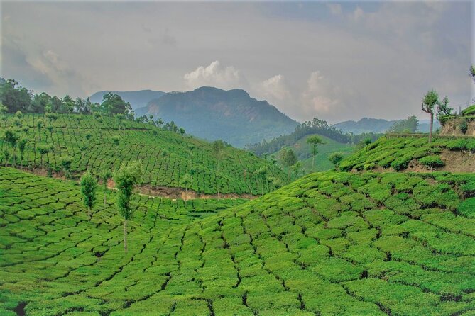 Full Day Tour Of Munnar With Lunch - What’s Included and What to Expect