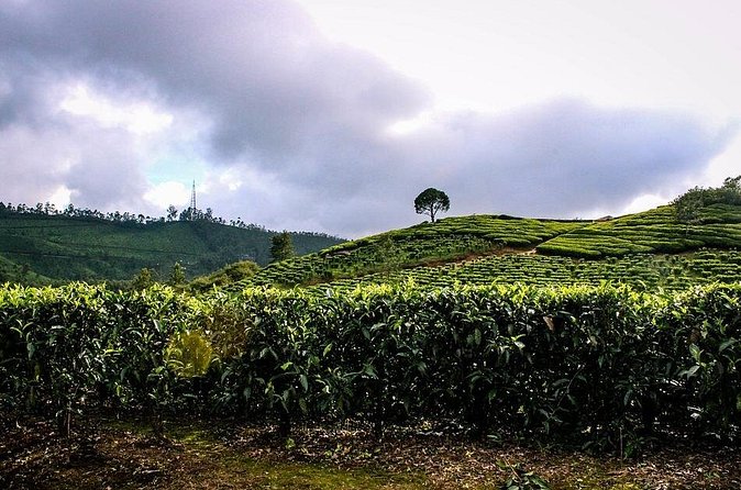 Full Day Tour Of Munnar With Lunch - FAQs